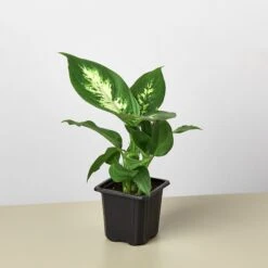 Dieffenbachia Camille -House Plant Shop 3 DIEFFENBACHIA CAMILLE 1