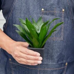 Dracaena 'Janet Craig' 12 Dracaena 'Janet Craig' -House Plant Shop 3 DRACAENA JANETCRAIG 3