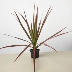 Dracaena 'Colorama' 6 Dracaena 'Colorama' -House Plant Shop 3 Dracaena Colorama 1