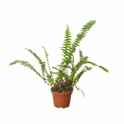 Jester's Crown Fern 24 Jester's Crown Fern -House Plant Shop 3 FERN JESTER.CROWN 1 91117a06 eeeb 4ddf 9c86 755cf231637b