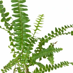 Jester's Crown Fern 25 Jester's Crown Fern -House Plant Shop 3 FERN JESTER.CROWN 2 3962e068 afd3 4f36 acc5 a57274cefe4b