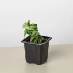 Hoya Rope Plant -House Plant Shop 3 HOYA ROPE 1