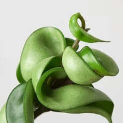 Hoya Rope Plant -House Plant Shop 3 HOYA ROPE 2
