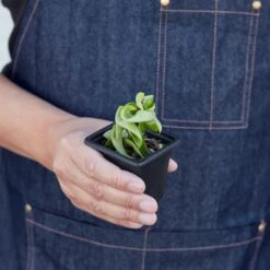 Hoya Rope Plant -House Plant Shop 3 HOYA ROPE 3