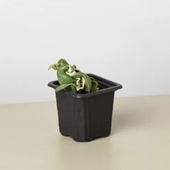 Hoya 'Rope Plant' Variegated -House Plant Shop 3 HOYA ROPEVARIEGATED 1