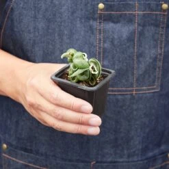 Hoya 'Rope Plant' Variegated -House Plant Shop 3 HOYA ROPEVARIEGATED 3