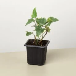 English Ivy 'Glacier' -House Plant Shop 3 IVY GLACIER 1