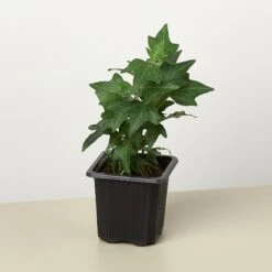 English Ivy 'Green California' -House Plant Shop 3 IVY GREEN 1
