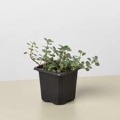 Nettle 'Silver Sparkle' -House Plant Shop 3 Nettle SilverSparkle 1