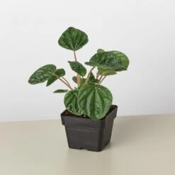 Peperomia 'Ripple' -House Plant Shop 3 PEPEROMIA CAPERATARIPPLE 1