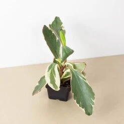 Peperomia 'Ginny' -House Plant Shop 3 PEPEROMIA GINNY 1