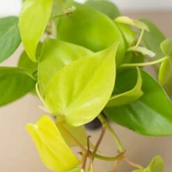 Philodendron Cordatum 'Neon' -House Plant Shop 3 PHILODENDRON NEON 2