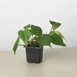 Philodendron 'Velvet' -House Plant Shop 3 PHILODENDRON VELVET 1
