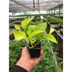 Pothos 'Neon' -House Plant Shop 3 POTHOS NEON