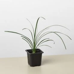 Palm Ponytail -House Plant Shop 3 Palm Ponytail 1