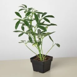 Schefflera 'Moonlight' -House Plant Shop 3 SCHEFFLARA MOONDROP 1