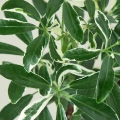 Schefflera 'Moonlight' -House Plant Shop 3 SCHEFFLARA MOONDROP 2