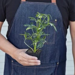 Schefflera 'Moonlight' -House Plant Shop 3 SCHEFFLARA MOONDROP 3