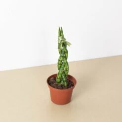 Snake Plant 'Braided' 16 Snake Plant 'Braided' -House Plant Shop 3 SNAKE BRAID 1