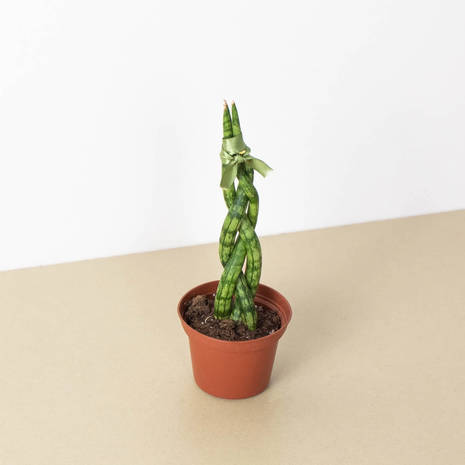 Snake Plant 'Braided' 7 Snake Plant 'Braided' - Image 7