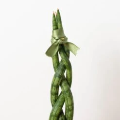 Snake Plant 'Braided' 17 Snake Plant 'Braided' -House Plant Shop 3 SNAKE BRAID 2