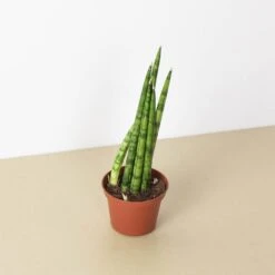 Snake Plant 'Cylindrica' -House Plant Shop 3 SNAKE CYLINDRICA 1