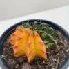 Succulent Cactus Color Ball