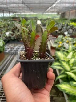 Succulent Euphorbia 'Trigona Rubra' -House Plant Shop 3 SUCC EUPHORBIA RED.TRIGONA TEMP 7.30.24