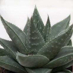Succulent Haworthia Savanna -House Plant Shop 3 SUCC HAWORTHIA SAVANNA 2 4c28d88d 0769 4b29 9142 ce0bc1be8bda