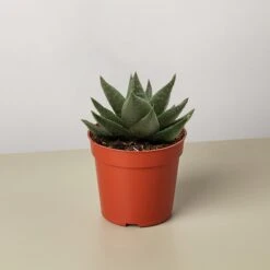 Succulent Haworthia Savanna -House Plant Shop 3 SUCC HAWORTHIA SAVANNA 6a8134a5 9b1b 464b 8b26 5aba6c2dc32b