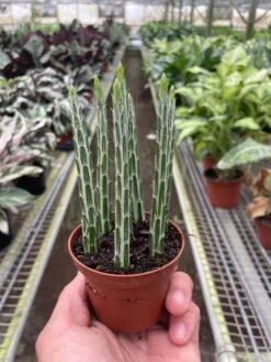 Succulent Senecio Stapeliiformis 'Pickle Plant' -House Plant Shop 3 SUCC SENECIO PICKLE.PLANT TEMP 5.16.24