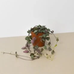 Succulent 'String Of Hearts' -House Plant Shop 3 SUCC STRING.OF .HEARTS 1 e3e98055 571d 4caf 8cd9 05dd3adc59c4