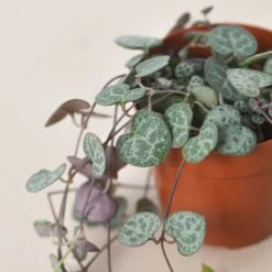 Succulent 'String Of Hearts' -House Plant Shop 3 SUCC STRING.OF .HEARTS 2