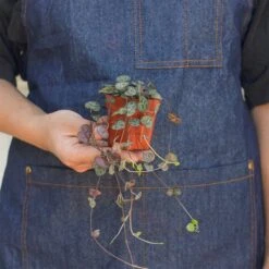 Succulent 'String Of Hearts' -House Plant Shop 3 SUCC STRING.OF .HEARTS 3