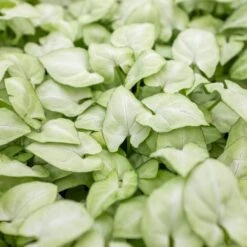 Syngonium 'Moonshine' -House Plant Shop 3 SYNGONIUM MOONSHINE 2