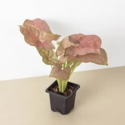 Syngonium 'Strawberry' -House Plant Shop 3 SYNGONIUM STRAWBERRY 1
