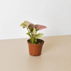 Syngonium 'Strawberry' -House Plant Shop 3 SYNGONIUM STRAWBERRY 1 454b836a 328e 46c7 a1de 1116b6a41ca2