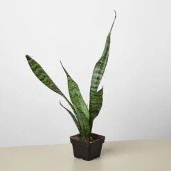 Snake Plant 'Zeylanica' -House Plant Shop 3 Snake Zeylanica 1