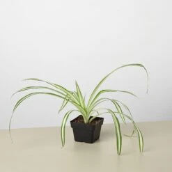 Spider Plant 'Reverse' -House Plant Shop 3 Spider Reverse 1