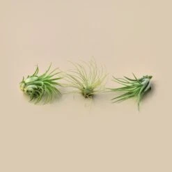 Large Air Plant Bundle -House Plant Shop 3pkAirPlant