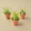 3 Ionantha Air Plants With Mini Terra Cotta Pots