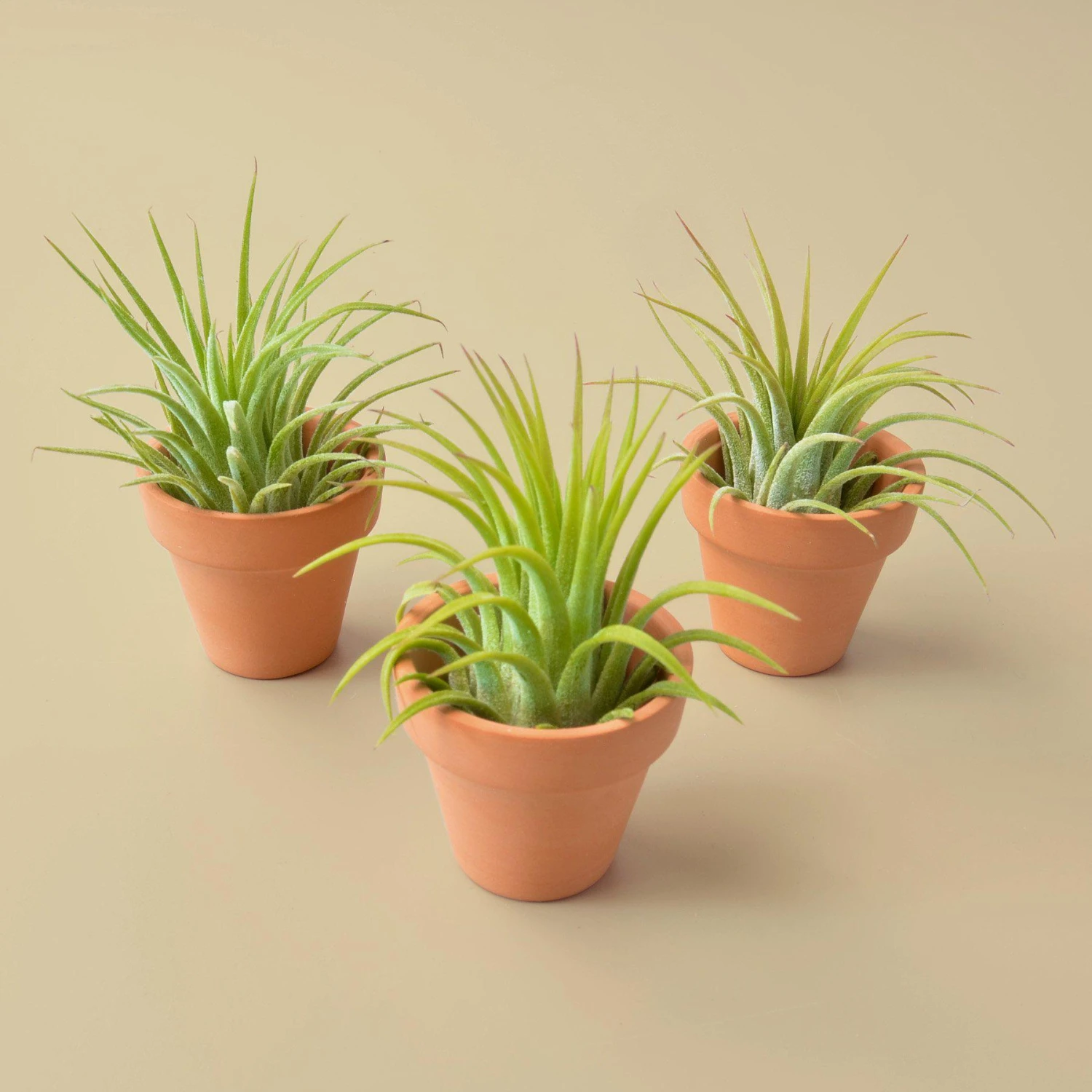 3 Ionantha Air Plants With Mini Terra Cotta Pots 1 3 Ionantha Air Plants With Mini Terra Cotta Pots