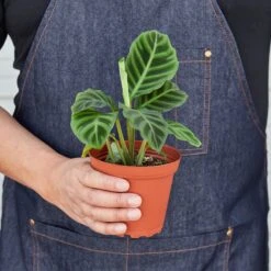 Calathea 'Zebrina' - 4" Pot -House Plant Shop 4 Calathea Zebrina HOLD