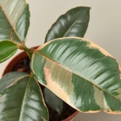 Ficus Elastica 'Ruby Pink' -House Plant Shop 4 Ficus RubyPink DETAIL