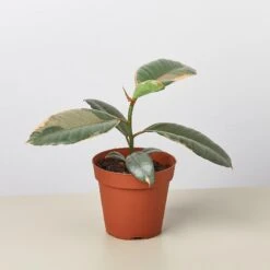 Ficus Elastica 'Ruby Pink' -House Plant Shop 4 Ficus Ruby Pink