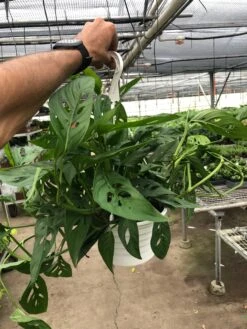 Monstera Adansonii 'Swiss Cheese' -House Plant Shop 45a7304c fe66 4890 9883 5f3750422e0e