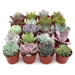 Rosette Succulent Variety Packs -House Plant Shop 496344cf 44a7 43a5 9d95 1a9be02aa3e2