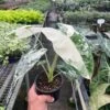 Alocasia Micholitziana 'Frydek' Variegated