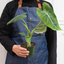 Alocasia Micholitziana 'Frydek' 8 Alocasia Micholitziana 'Frydek' -House Plant Shop 4 ALOCASIA FRYDEK 3 49e255ff ed74 4226 b311 4702fb5427a4
