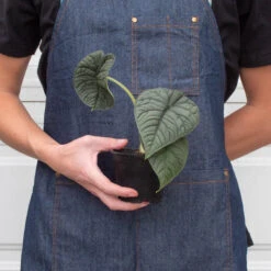 Alocasia 'Melo' -House Plant Shop 4 ALOCASIA MELO 3